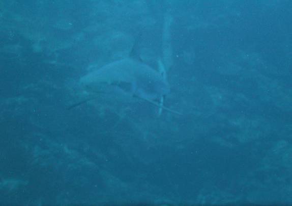 Muitos tubarões durante mergulho em Felipe's Point, em Providencia, ilha colombiana no Caribe